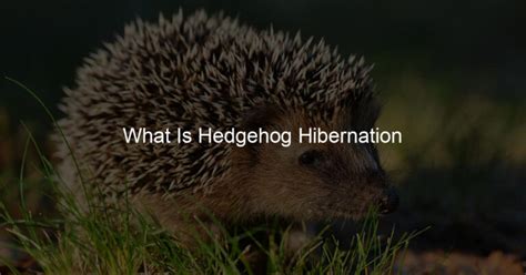 What Is Hedgehog Hibernation - Hedgehogs Love