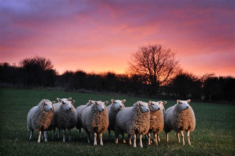 Organic Sheep - Soil Association | Sheep, Sheep farm, Animal photography