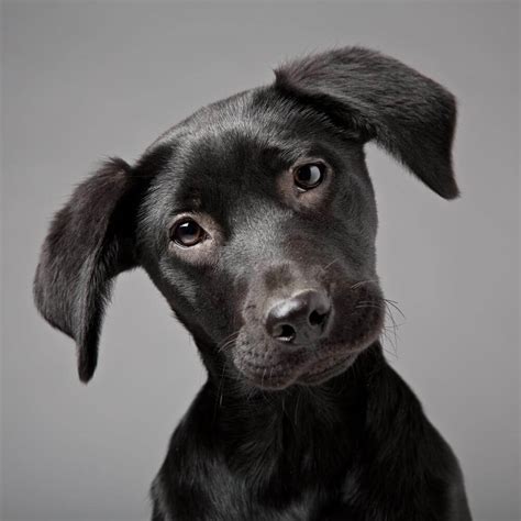 Dog Portraits Oxford - Mark Hewitson Photography Oxfordshire