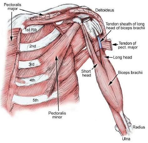 Arm and chest muscle | Human muscle anatomy, Medical anatomy, Body ...