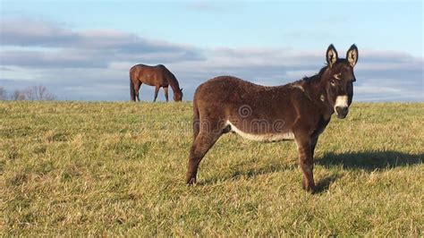 Donkey and friend stock image. Image of horse, donkey - 78895595