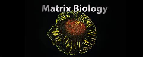 Matrix Biology course | Centre for Cancer Biomarkers CCBIO | UiB