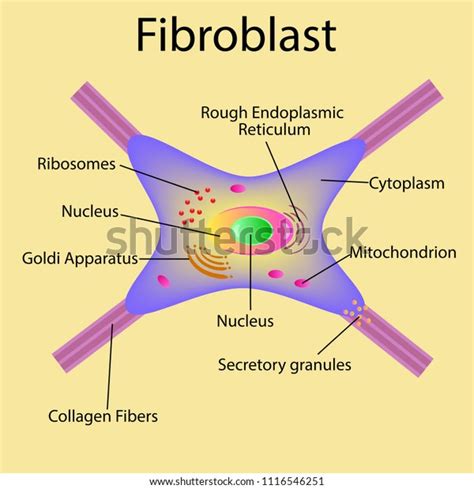 Fibroblast Dermis Cell Structure Fibroblast Cell 스톡 벡터(로열티 프리 ...