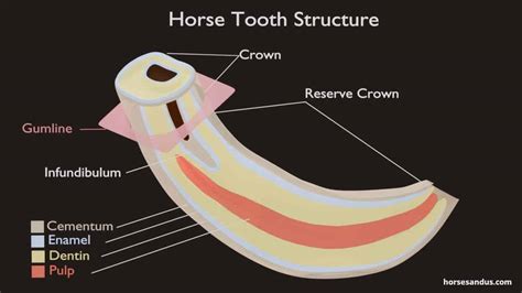 Horse Teeth Anatomy Numbered Teeth