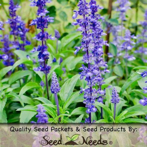 Seed Needs, Sapphire Blue Sage Seeds - 800 Heirloom Seeds for Planting ...