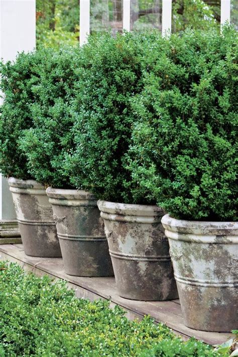 How To Grow And Care For Boxwoods | Boxwood landscaping, Outdoor ...