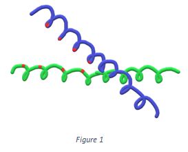 Leucine Zippers - Proteins Structure Function Relationships Questions ...