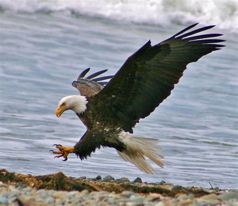 Pacific Northwest Wildlife Photograph by Julie Senf