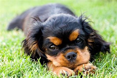 Cavalier King Charles Puppies 2022 Mini Wall Calendar ...