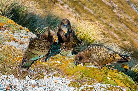 Kakapo to Kea: 10 Unique birds in New Zealand and where to find them