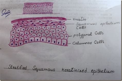 Stratified Squamous Epithelium Labeled Diagram