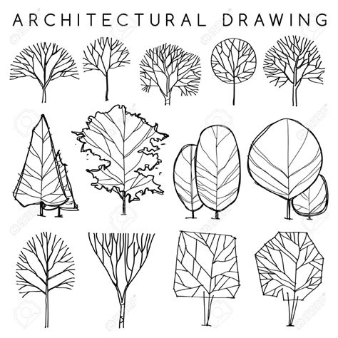 Set Of Architectural Hand Drawn Trees: Vector Illustration ... | Tree ...