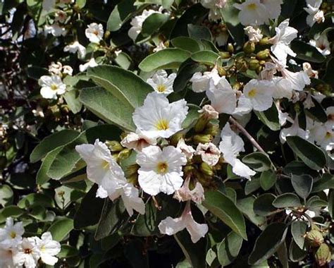 Cordia | Tropical, Evergreen & Shrub | Britannica