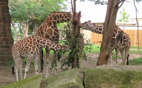 Topeka Zoo - Topeka, Kansas