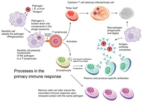 Decrease in Antibodies Against SARS-CoV-2 Over Time and Current Role of ...