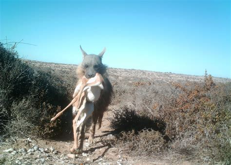 Brown Hyenas Lead Fascinating Lives In Namibia Amid Many Challenges ...