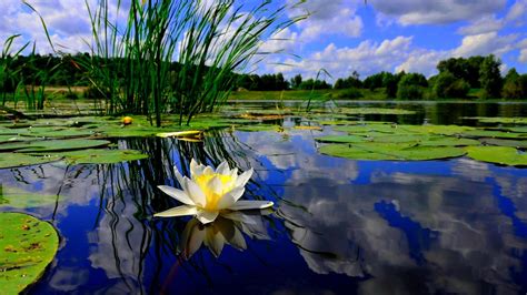 Water Pond Wallpapers - Top Free Water Pond Backgrounds - WallpaperAccess