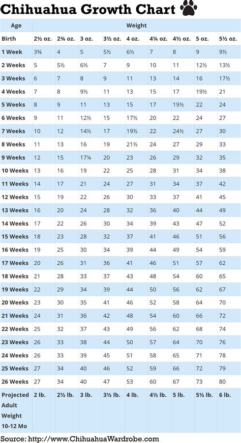 Chihuahua Size Chart - Pets Lovers