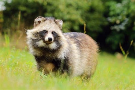 Can Raccoons Breed With Dogs