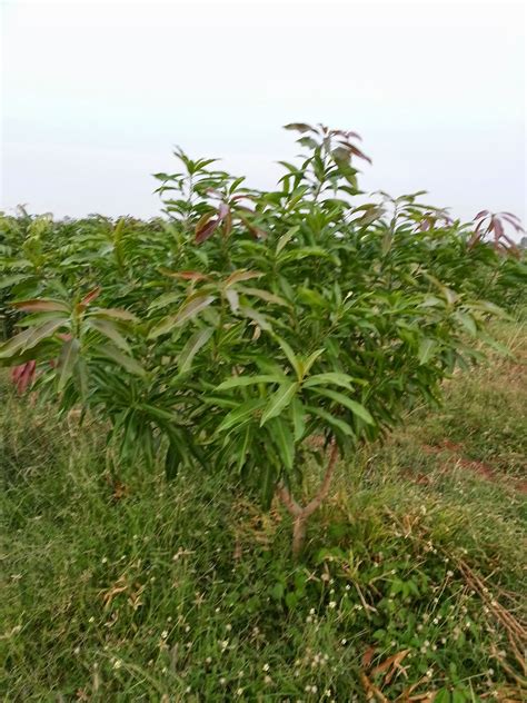 Techie2Aggie: Pruning Mango : Season 2