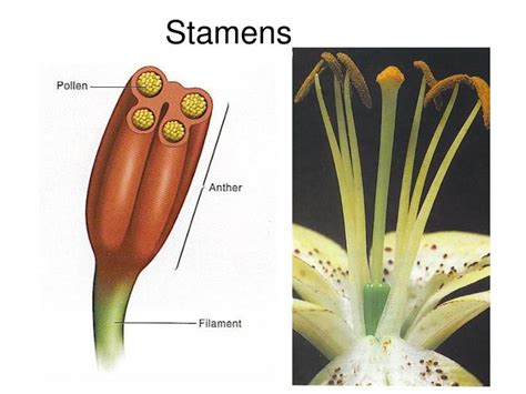 PPT - Flower morphology PowerPoint Presentation - ID:3614831