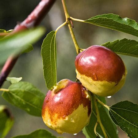 Jujube Trees for Sale – FastGrowingTrees.com