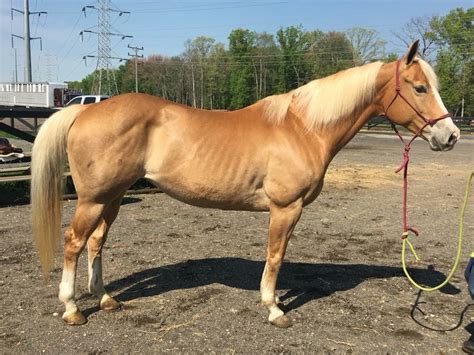 Pin on Palomino Horses