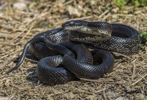 Native Animal Profile: Eastern Ratsnake (Pantherophis alleghaniensis)