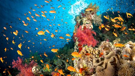 The wondrous worlds of coral reefs and why we need to protect them ...