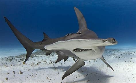 🦈 The feeding and hunting behavior of the Great Hammerhead Shark 🦈 ...