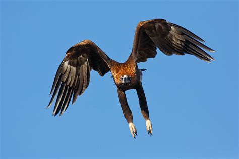 Australian Eagle Takes Down A Drone In A Split Second | Popular Science