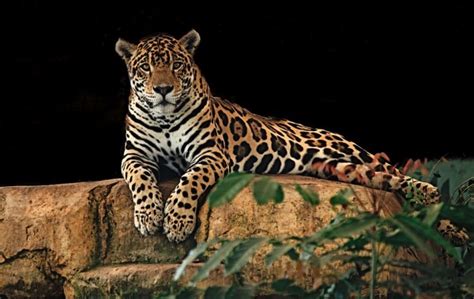 Wildlife in Mexico: Animals to see on your trip - Southern Exposure Tours