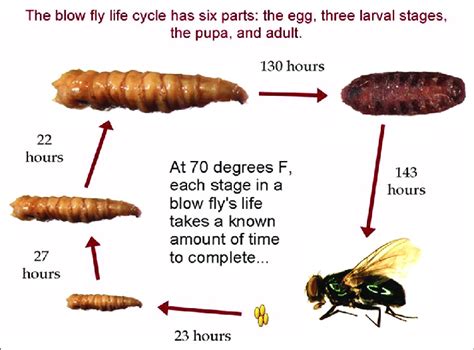 Blow Fly Life Cycle - slidesharetrick