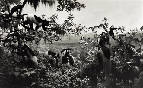 HIROSHI SUGIMOTO | 'WHITE MANTLED COLOBUS' (FROM THE SERIES DIORAMAS ...