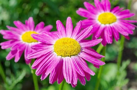 The Pink Pyrethrum in Bloom in the Garden Stock Image - Image of nature ...