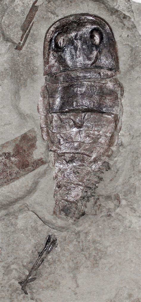 Eurypterus tetragonophthalmus (fossil sea scorpion) (Upper Silurian ...