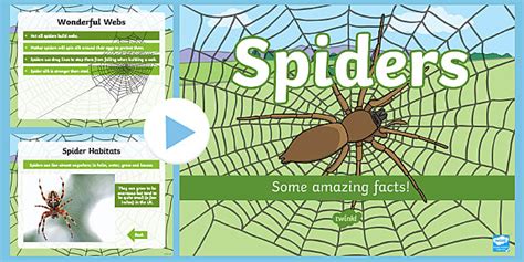 Spiders Facts PowerPoint | Science Resources (teacher made)