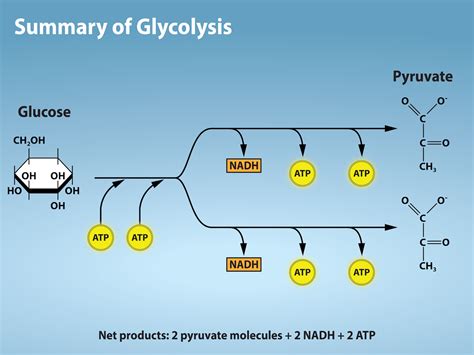 2.4.3: Glycolysis - Biology LibreTexts