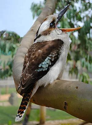 Kookaburra Laughing - Sound, Meaning, Video