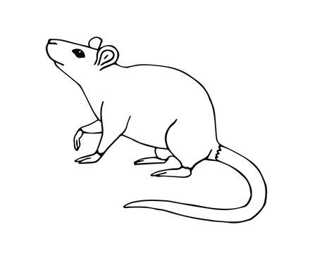 Share more than 77 mouse pencil sketch - seven.edu.vn