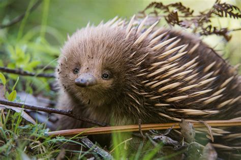 The short-beaked echidna is an Australian mammal that has no nipples ...