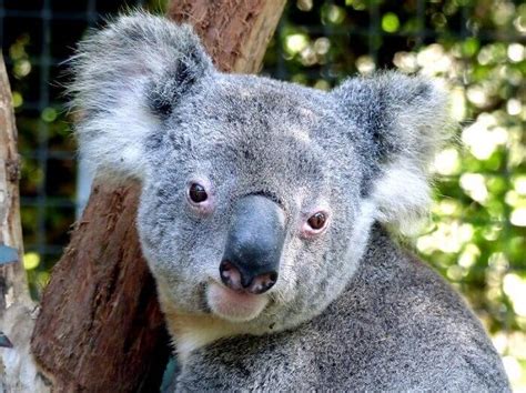 Koala Names: The 120 Most Popular Names for Koalas | PetPress