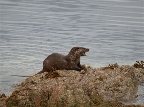 Otter seen on our Outer Hebrides wildlife watching holiday. Photo Simon ...