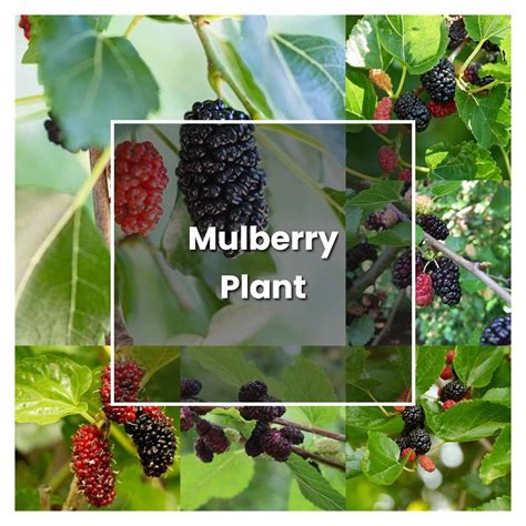 How to Grow Mulberry Plant - Plant Care & Tips | NorwichGardener