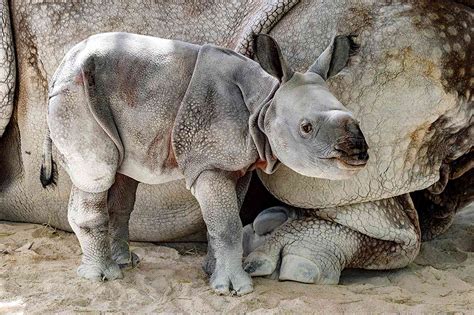 One Horned Rhino Born at Zoo Miami, Photos