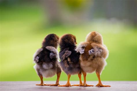 Bringing New Chicks Home - Backyard Poultry