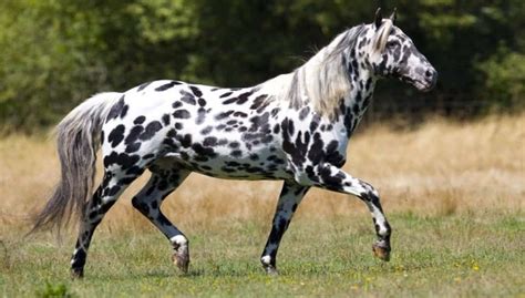 Leopard Appaloosa Horse in stable and in the field