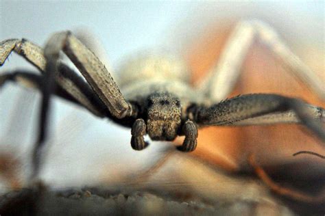 Sicarius Terrosus (Sicarius Thomisoides): A Sand Spider - Malevus