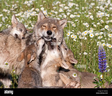 Grey Wolf Puppies Playing with Mother Stock Photo - Alamy