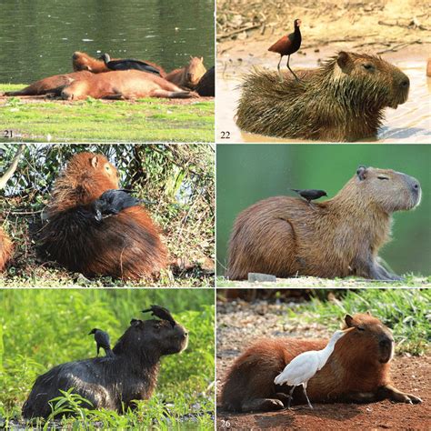 Capybaras as clients of cleaner birds. (21) A disturbed capybara ...